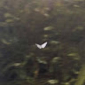 Meet your Posher, Juliet